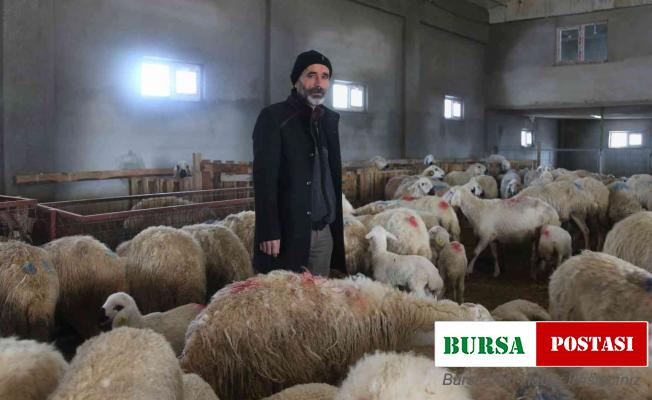 220 koyunu telef oldu, yem firması hakkında suç duyurusunda bulundu