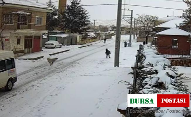 8 yaşındaki çocuğa köpek saldırısı kamerada