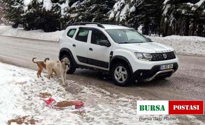 Abant Tabiat Parkı yoluna bırakılan köpeklere mama dağıtıldı