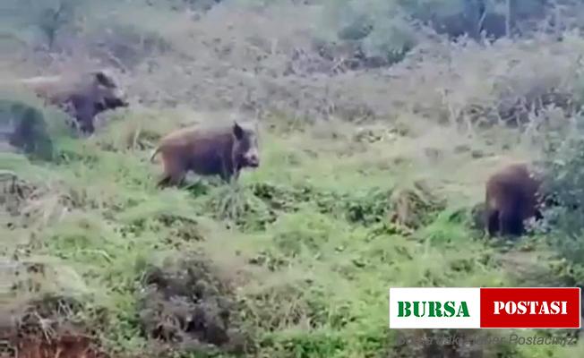 Acıkan domuz sürüsü şehre indi