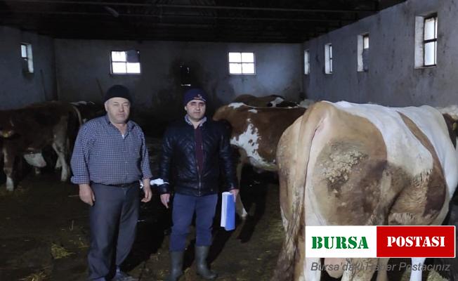 Afyonkarahisar’da büyükbaş hayvanlarla ilgili çalışma