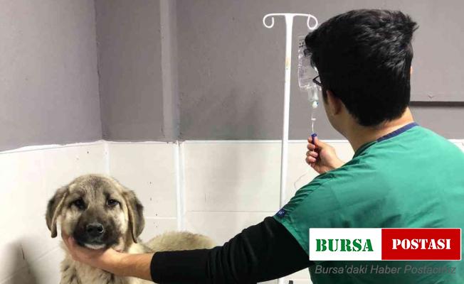 Akşehir Belediyesinden hasta sokak köpeğine tedavi