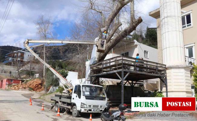 Alanya Belediyesi doğa mirası ağaçları unutmadı