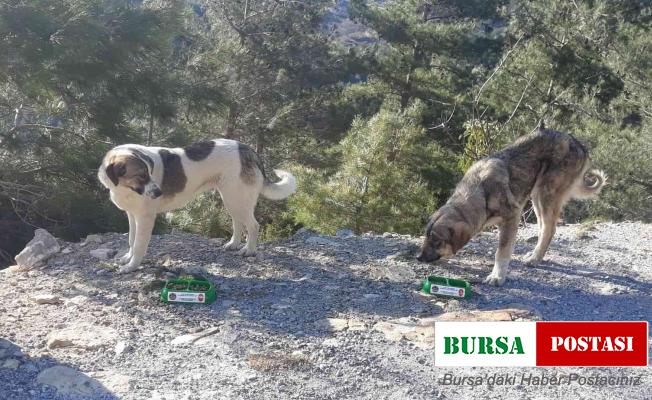 Alanya Belediyesi’nden sokak hayvanlarına mama desteği