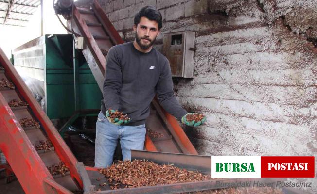 Altın değerindeki künarın zorlu yolculuğu başladı