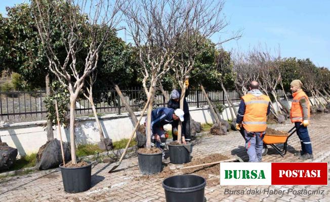 Altınova’da sökülen ağaçlara bakım
