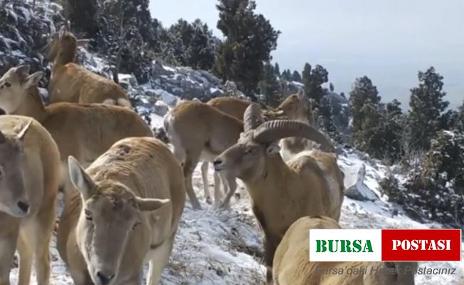 Anadolu yaban koyunlarının görüntüleri yemleme alanındaki fotokapana yansıdı