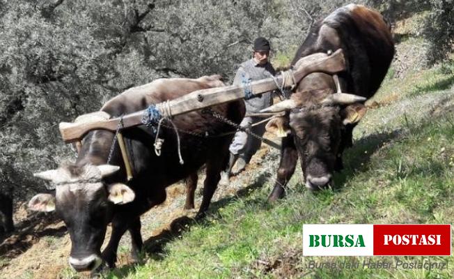 Aydın’da öküzler ve kara saban teknolojiye meydan okuyor