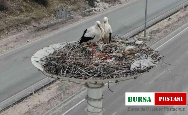 Baharın habercisi leylekler Leylek Oteli’ne ulaştı