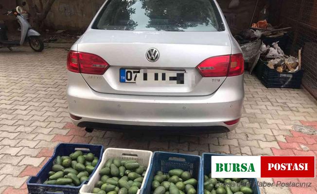 Bahçeden 4 kasa avokado çalan hırsızlık şüphelisi yakalandı