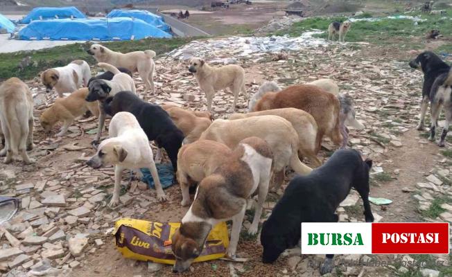 Bandırma Belediyesi ve üniversite öğrencileri sokak canları için buluştu
