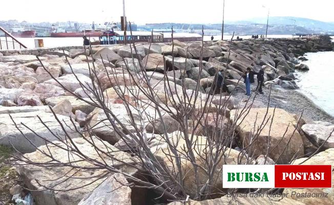 Bandırma’da kayalıklar arasından fışkıran incir ağacı şaşırtıyor