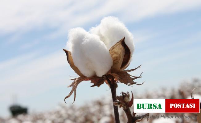 Başkan Özer ‘kaçak pamuk tohumu’na karşı uyardı: “Sürdürülebilir pamuk için kaçak tohum tehdittir”