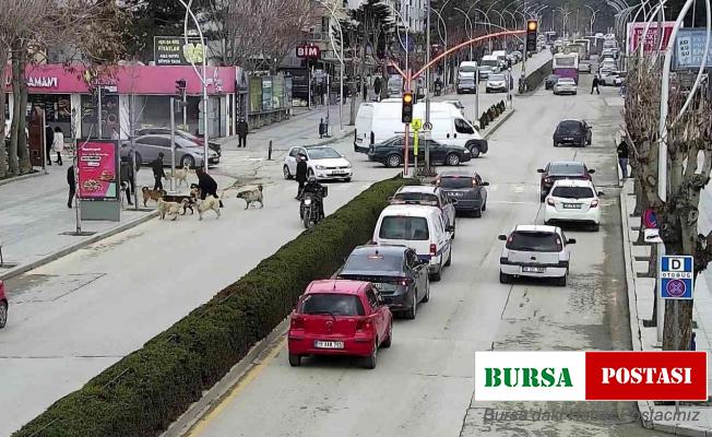 Başkan yardımcısı saldırıya uğrayan köpeği böyle kurtardı