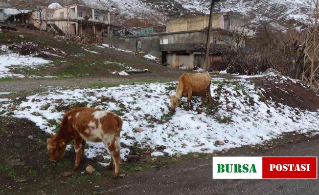 Batman’da sığır besicilerine ücretsiz suni tohumlama desteği