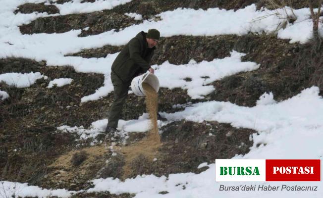 Bayburt’ta yaban hayvanları unutulmuyor