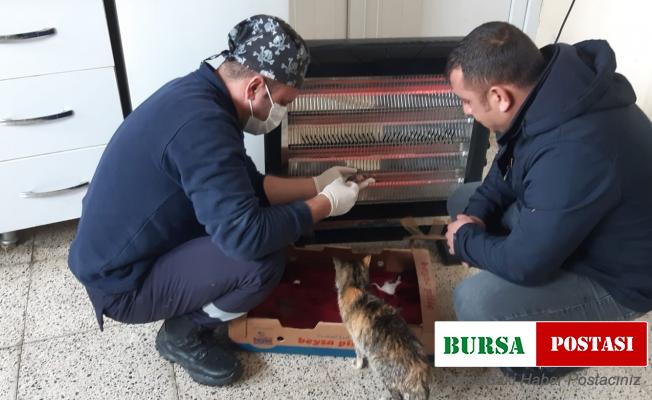 Belediye ekiplerinden yavru kedilere şefkat eli