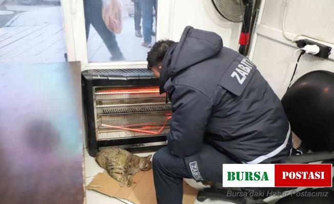 Belediye ekiplerinin sahip çıktığı kedi kurtarılamadı