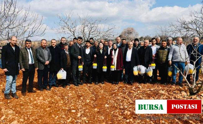 Besni’de ki Antepfıstığı üreticilerine tuzak dağıtıldı