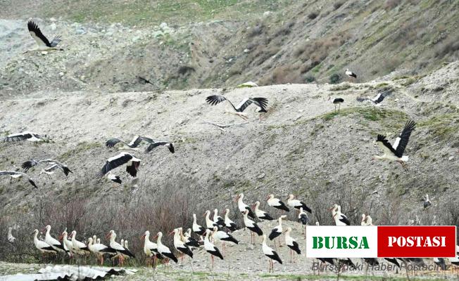 Bigadiç’te leylekler için “Göç Yolu Acil İniş Pisti” oluşturuldu