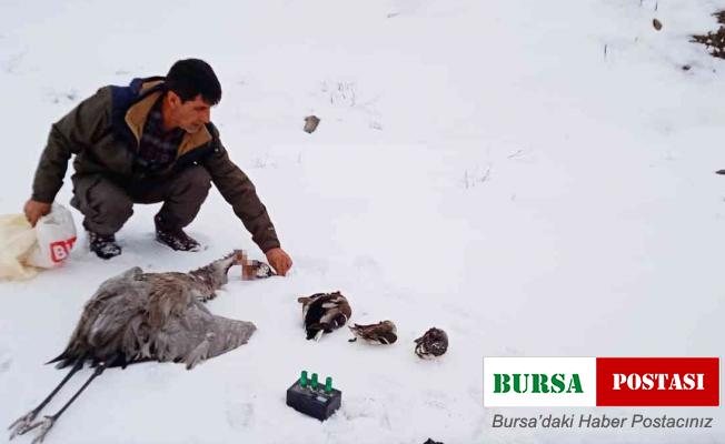 Bingöl’de kaçak avcılar turna ve 3 ördeği vurdu