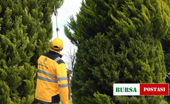Binlerce ağaç bakımdan geçti