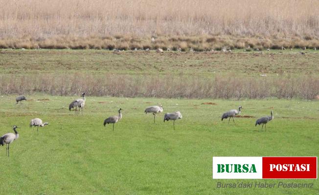 Binlerce göçmen kuş Gölbaşı’nda konakladı