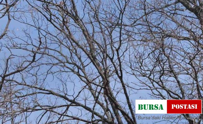 Bozayı doğa fotoğrafçısını ’poz verdi’