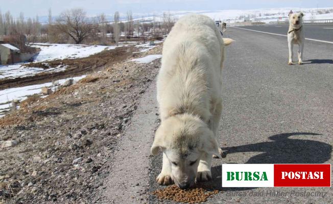 Bünyan Belediyesi ekipleri yaban hayvanları için yem bıraktı