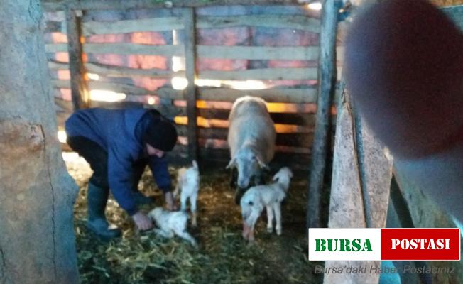 Burhaniyeli çobanın üçüz koyun sevinci