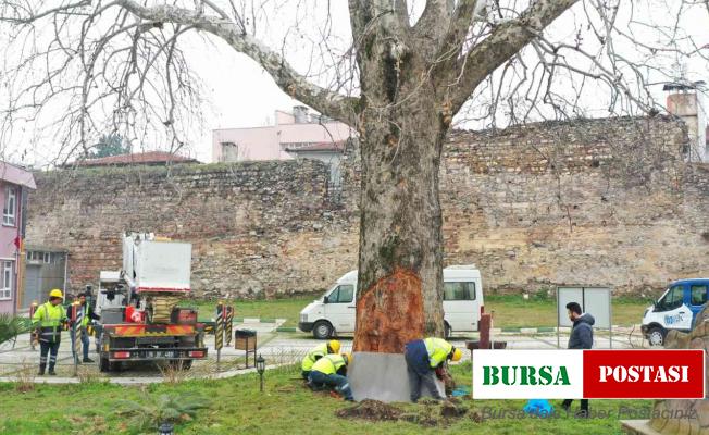 Bursa’nın çınarları koruma altında