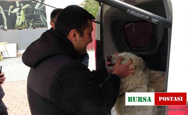 Çalınan köpeğine 2 hafta sonra kavuştu