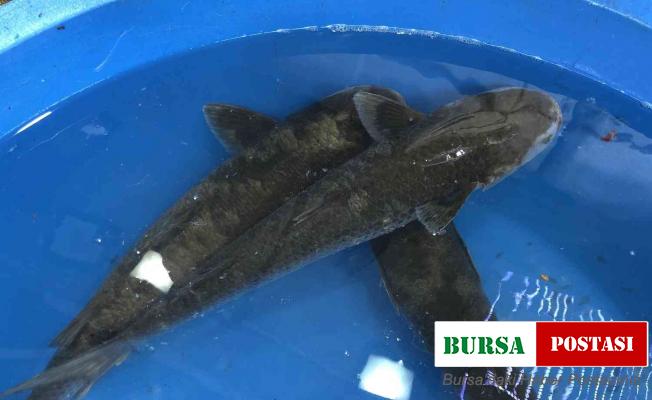 Canlı kefal tezgahta ilgi odağı oldu