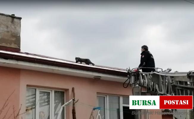 Çatıda mahsur kalan kedi itfaiye ekiplerince kurtardı