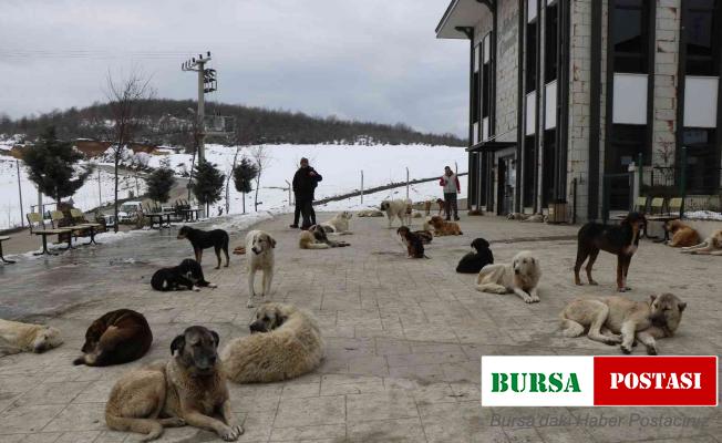 Çevre il ve ilçelerden bırakılan köpekler bir ilçenin en büyük sorunu oldu