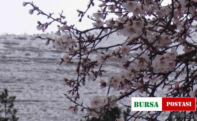 Çiçek açan badem ağaçları kar altında kaldı