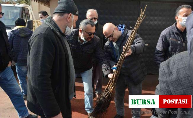 Çiftçilere aşılı ceviz fidanı dağıtıldı