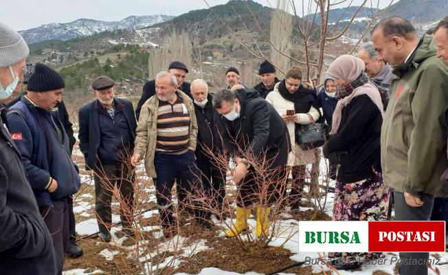 Çiftçiye yaban mersini budama ve gübreleme eğitimi