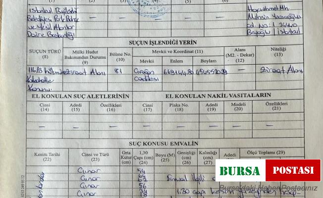 Çırağan Caddesi’nde kesilen 112 çınar ağacı için İBB’ye para cezası