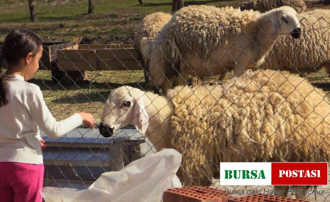 Çorum Belediyesi hayvanat bahçesinin kapılarını öğrencilere açtı