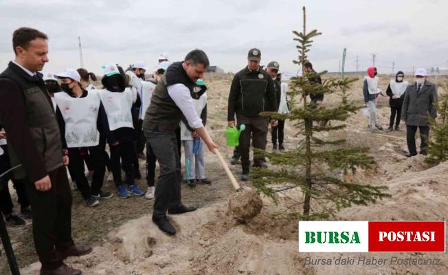 Çorum’da 70 milyon 500 bin fidan toprakla buluştu