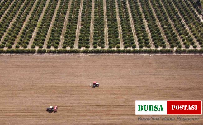 Çukurova’nın bereketli toprakları mısırla buluşmaya başladı
