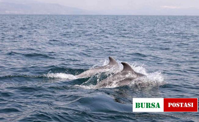 Dans eden yunuslar Mudanya’da görüntülendi