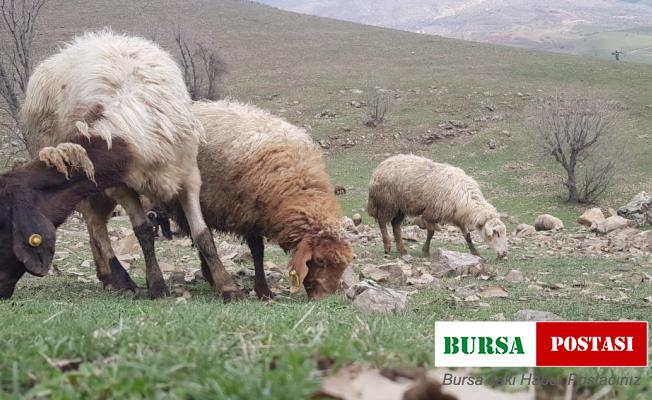 Derecik’te koyunlar meralara çıkmaya başladı