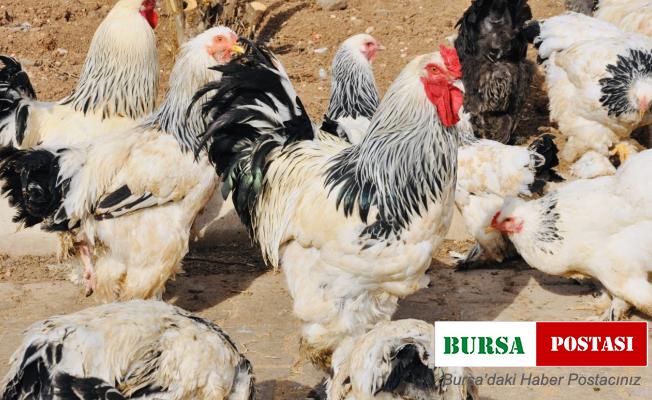 Ders yapmak için ürettiler, okul bahçesini çiftliğe dönüştürdüler