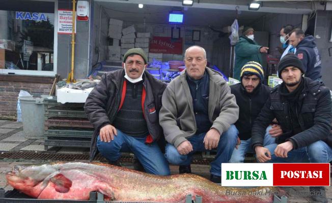 Dev yayın balığı görenleri hayrete düşürdü