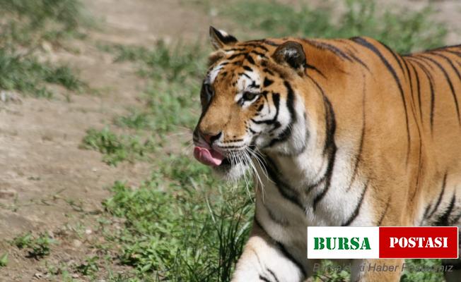 Doğal Yaşam Parkı’nın 24 sakininin yeni evi Antalya