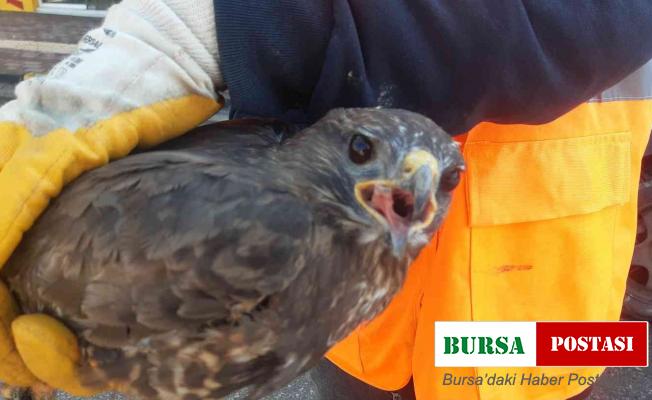 Donma tehlikesi yaşayan yaralı şahin tedavi altına alındı