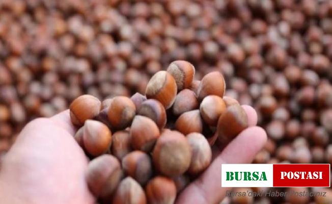 Düzce’den şubat ayında 2 bin tondan fazla fındık ihraç edildi