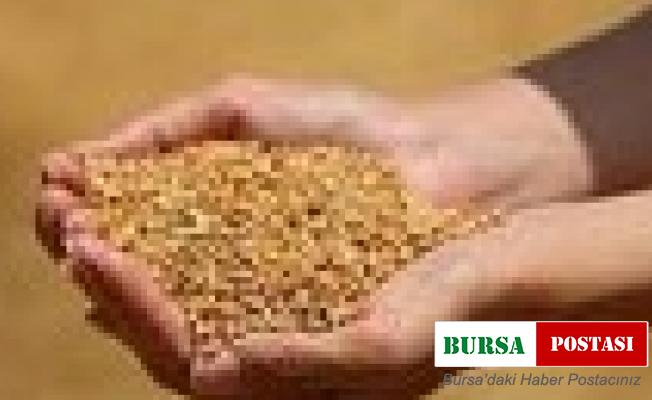 Edirne’de buğday 5 lira 411 kuruş oldu